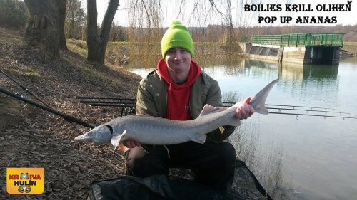 Boilies Krill/Oliheň, pop up Ananas