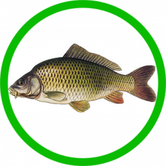 Kaprovité ryby - Vyberte velikost - Ø 4 mm