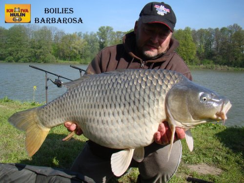Boilies barbarosa