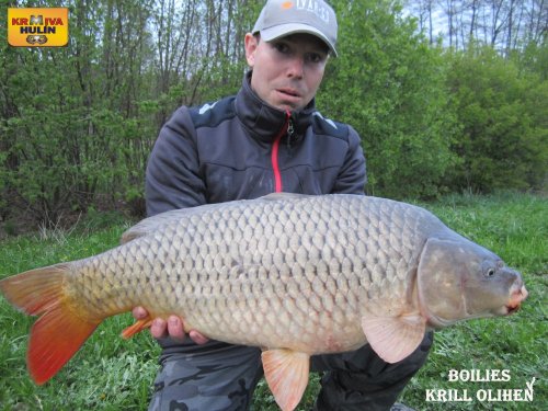 Boilies Krill/Oliheň