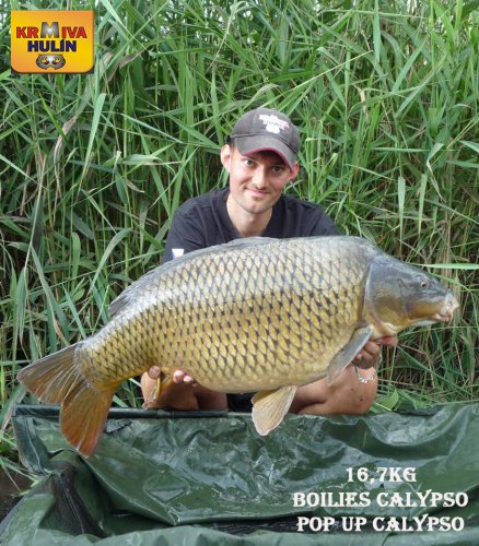 16,7kg, boilies Calypso, pop up Calypso