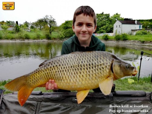 Boilies krill se švestkou, pop up banán/meruňka.