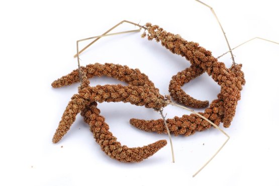 Krmivo Avest - SENEGALSKÉ PROSO - červené v klasech - Vyberte balení: 250 g