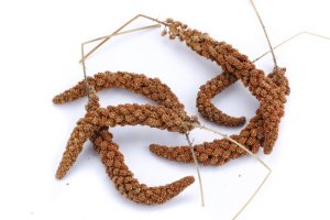 Krmivo Avest - SENEGALSKÉ PROSO - červené v klasech (Avest, SPK-1) | Krmiva Hulín Krmivo Avest - SENEGALSKÉ PROSO - červené v klasech (Avest, SPK-1) | Krmiva Hulín