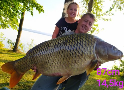 Boilies Krill/Oliheň