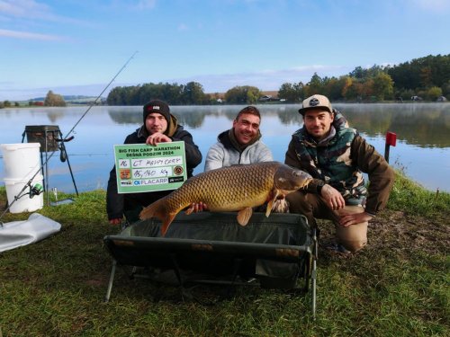 Boilies Krill a oliheň