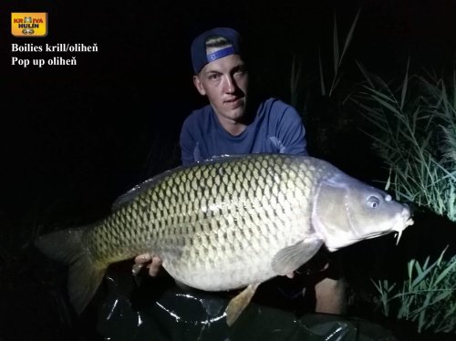 Boilies krill/oliheň, pop up oliheň