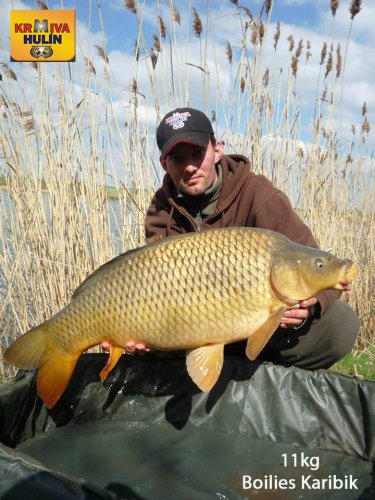 11kg, boilies Karibik