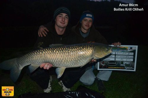 Boilies Krill/Oliheň