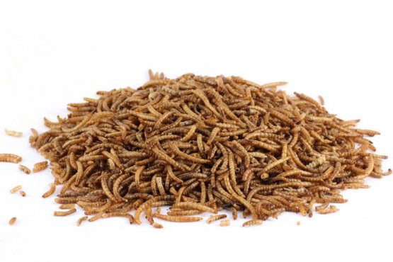 Sušený hmyz - Múčne červy - pre Exoty - Vyberte balení: 250 g