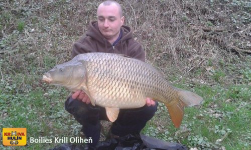 Boilies Krill/Oliheň