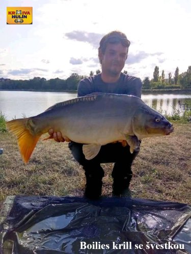 Boilies krill se švestkou