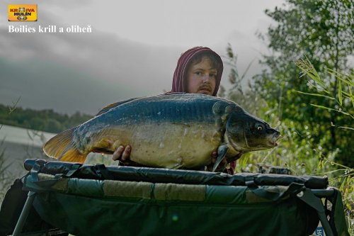 Boilies krill/oliheň