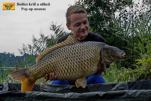 Boilies krill/oliheň, pop up ananas