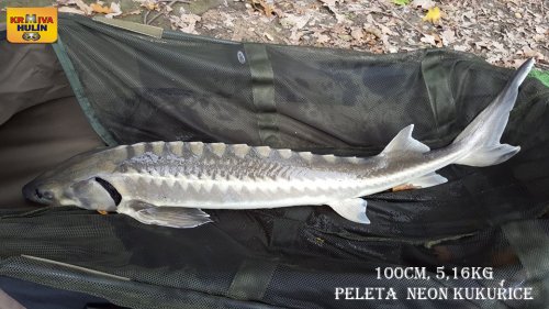 100cm, 5,16kg, peleta neon kukuřice