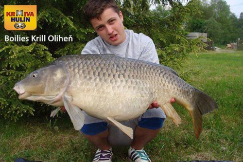 Boilies Krill/Oliheň