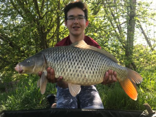 Boilies Krill/Oliheň
