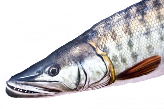Plyšová ryba Gaby - ŠTIKA MUSKELLUNGE - 80 cm