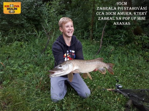 95cm, pop up mini ananas, zabrala při stahování amura cca 35cm :)