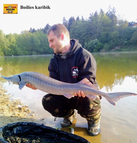 Boilies karibik