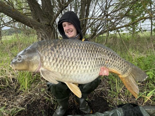 Boilies Pikantní krill, pop up Bílý pepř