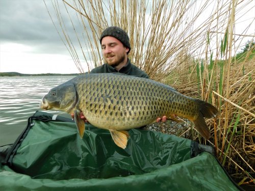 Boilies Calypso, pop up Pikantní jahoda