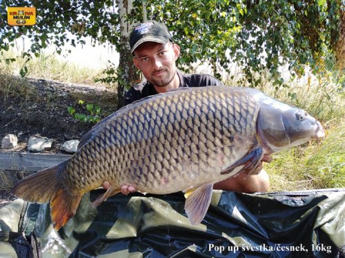 16kg, zig rig - švestka/česnek