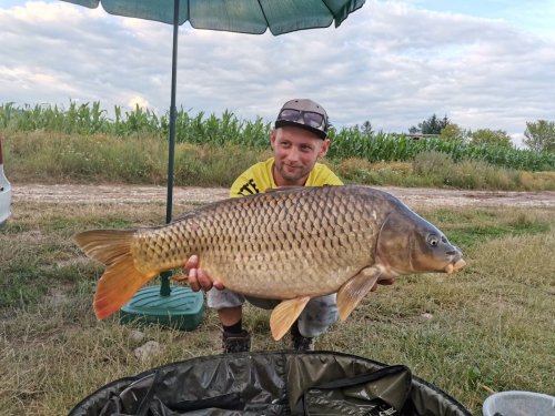 Boilies Krill/Oliheň