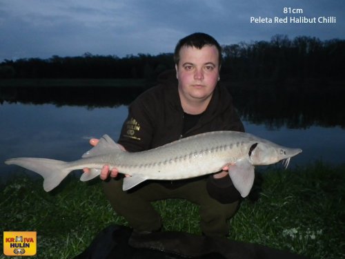 81cm, Peleta Red halibut Chilli