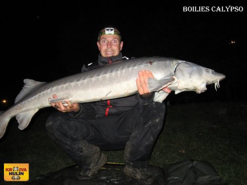 Boilies calypso