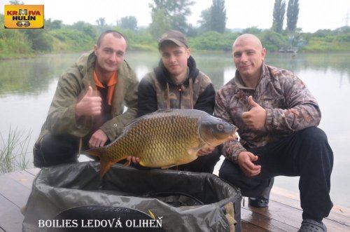 Boilies ledová oliheň