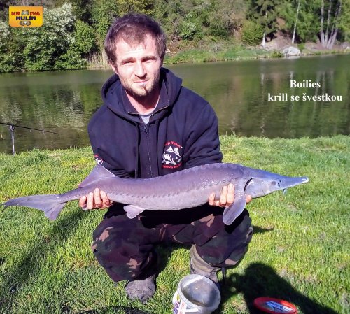 Boilies krill se švestkou