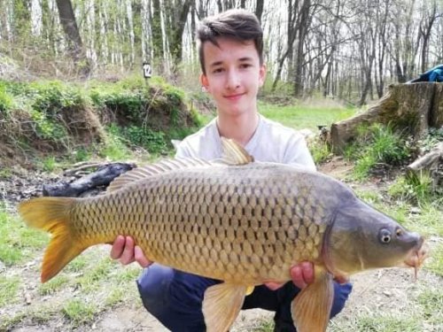 Boilies Medová pampeliška