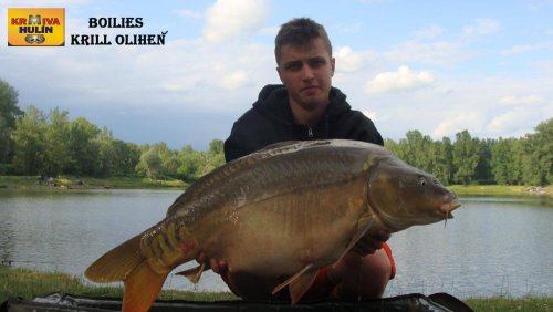 Boilies Krill/Oliheň