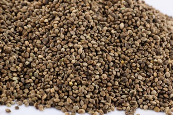 Konopí seté - Semenec - Vyberte balení: 5 kg