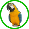 Exotické ptactvo