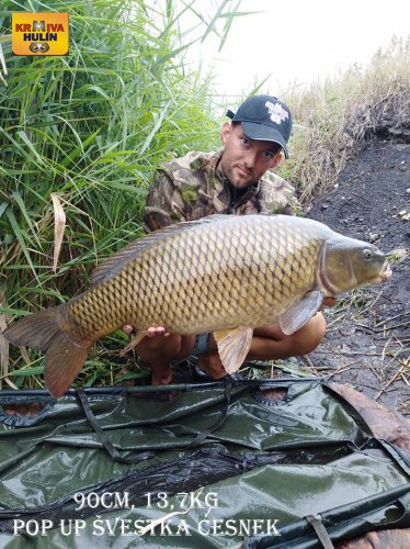 90cm, 13,7kg, zig rig - pop up švestka/česnek