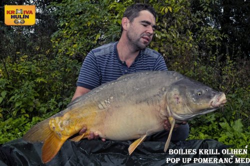 Boilies Krill/Oliheň, pop up Pomeranč/Med, svazová voda