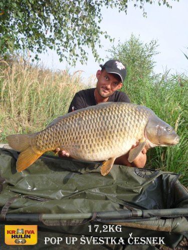 17,2kg, zig rig - pop up švestka/česnek