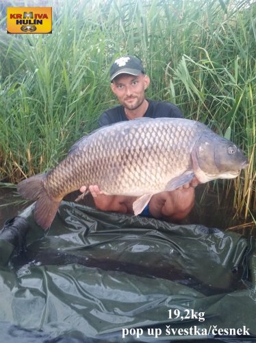 19,2kg, zig rig - pop up švestka/česnek