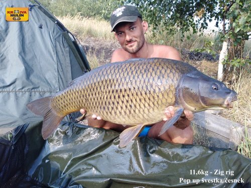 11,6kg, zig rig - pop up švestka/česnek