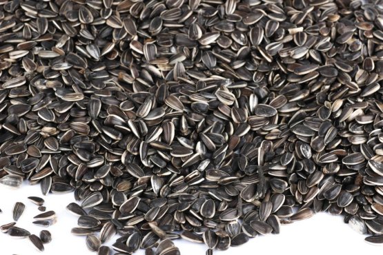 SLUNEČNICE ŽÍHANÁ VELKÁ - pro ptactvo - Vyberte balení: 1 kg