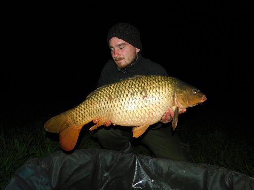 Boilies Calypso, pop up Pikantní jahoda