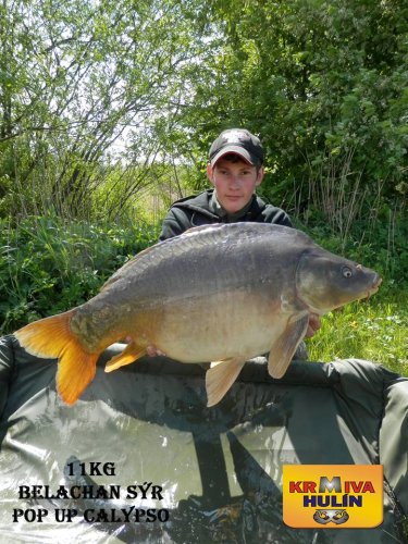 11kg, boilies Belachan/Sýr, pop up Calypso, svazová voda