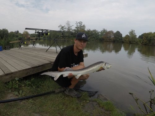 Pelety Black halibut krev + booster Calypso