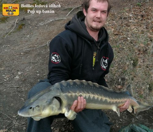 Boilies ledová oliheň, pop up banán/meruňka