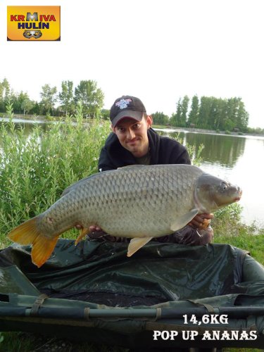14,6kg, zig rig - pop up Ananas