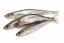 GRUNDLE CELÉ - Mražené ryby pro psy 7 cm (GCMP-1) | Krmiva Hulín