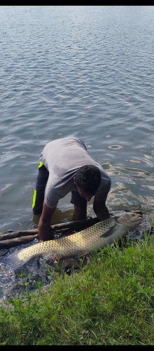 Boilies Pomeranč a chilli