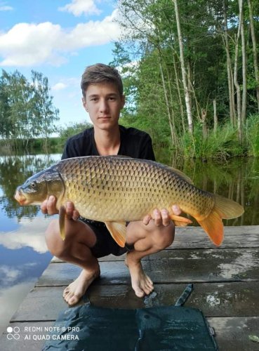 Sladká kukuřice obalená v práškovém dipu Mléčná kukuřice